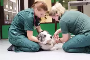 emergency veterinarian in Atlanta
