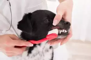 fix dog breath