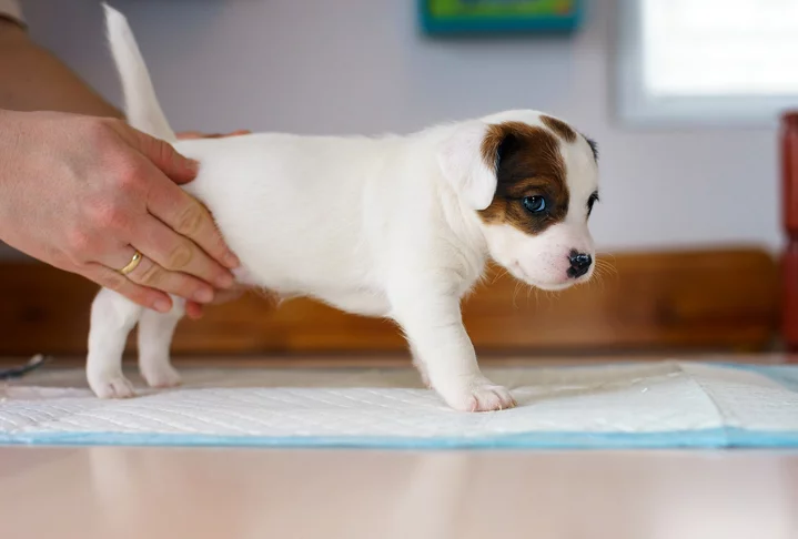 New Puppy Vet Visit in Atlanta, GA: What You Can Expect ...