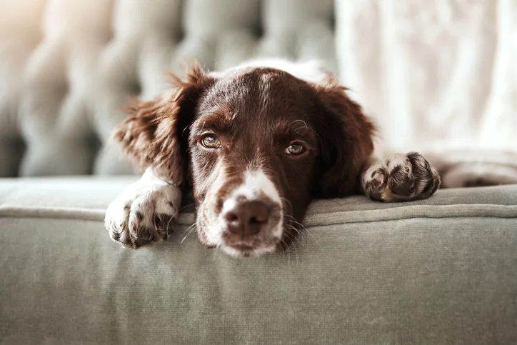 can a dog use human stool softener