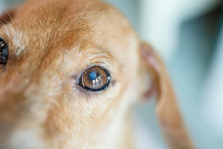 Dog eye outlet infection home treatment