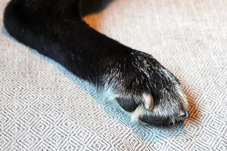 How to Stop a Dog's Nail from Bleeding | The Village Vets