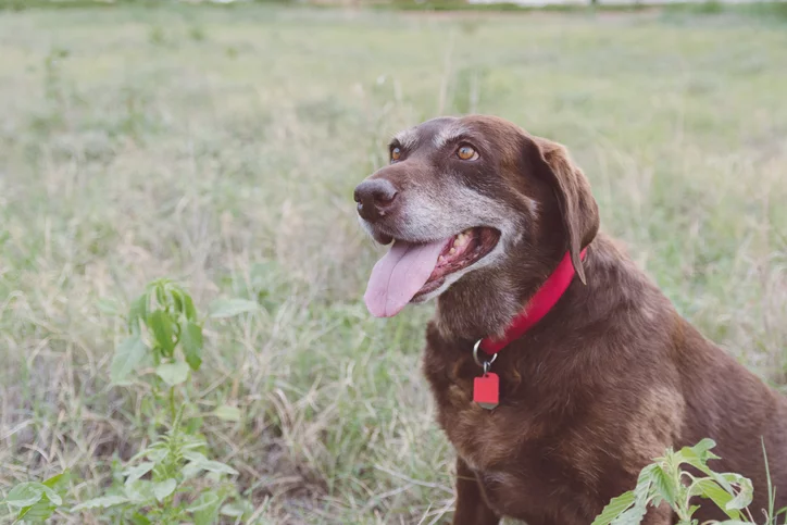 Cloudy eyes in dogs