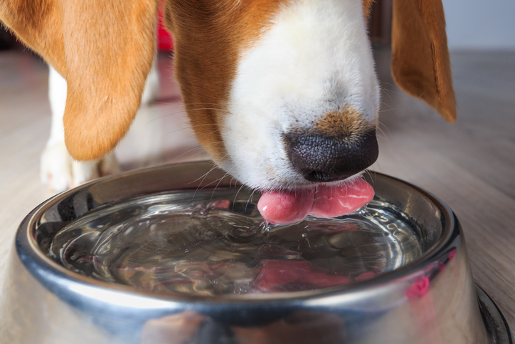 Water bowl for dogs that drool sale