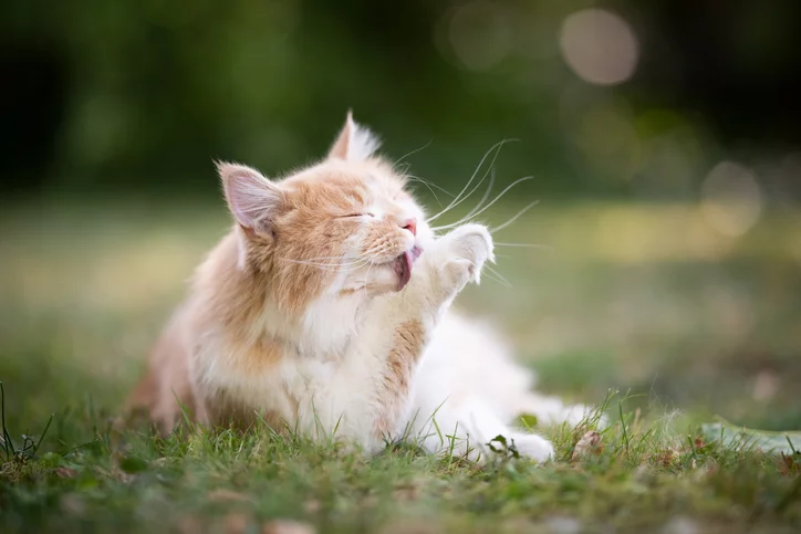 Cat licking paw