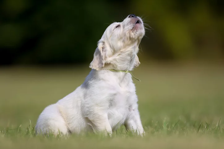 Dog Howling: Why Does Your Dog Do It? | The Village Vets