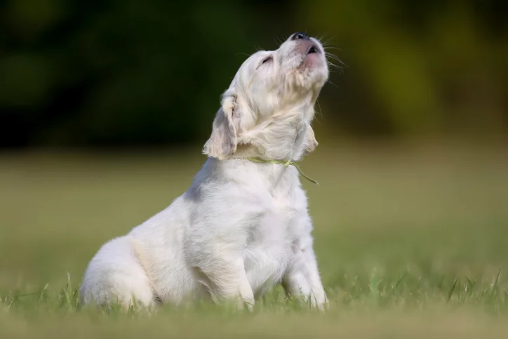 Dog howling