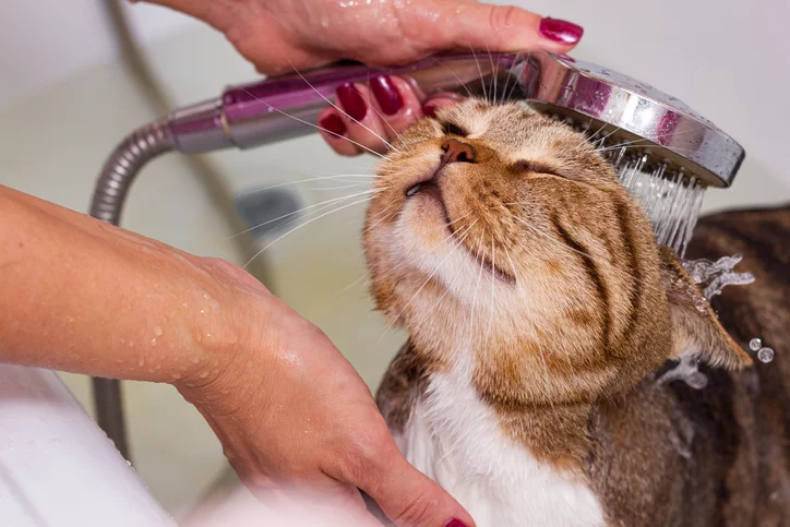 Cat flea on sale bath services