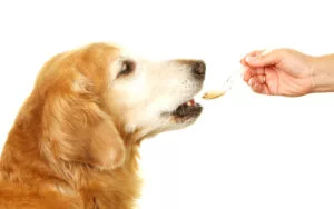 what human foods can dogs eat atlanta ga