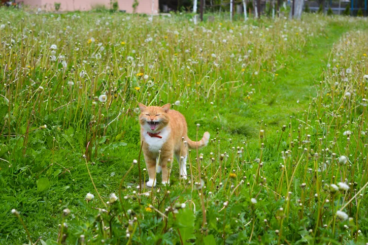 Why Do Old Cats Yowl So Much?