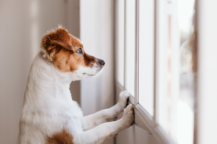 do-dogs-have-a-sense-of-time-the-village-vets