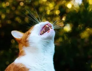 Ginger-and-white cat yowling in garden