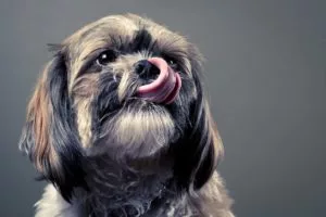 Dog Licking Lips