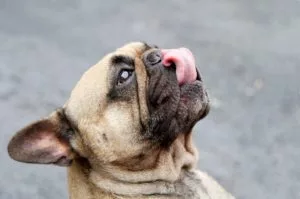 French bulldog licking his lips