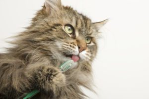 A Maine Coon cat gets his teeth brushed. He holds the brush and shows his tongue. White background offers good copy space. Close up on head.