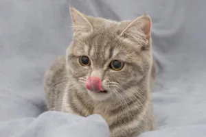 cat pictures of inflamed lips