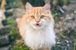 Portrait of a red cat outdoors. Sweet fluffy cat looking the camera.