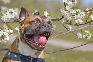 benadryl for allergies in dogs atlanta ga
