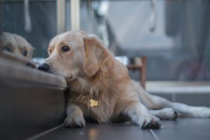 benadryl for dogs with anxiety