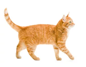 five facts about ginger cats atlanta ga