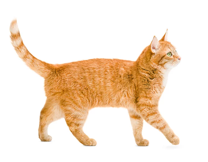 orange and white spotted cat