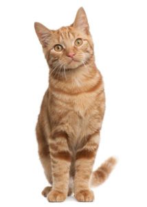 five facts about tabby cats atlanta ga
