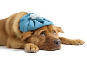 side effects of metronidazole in dogs