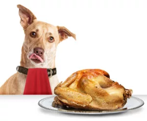 can dogs eat turkey atlanta ga