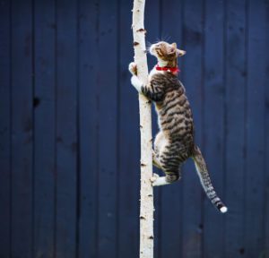 cat climbing a tree