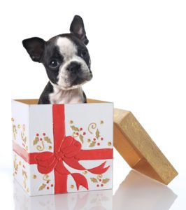 dog christmas gifts