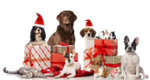 dogs with christmas gifts