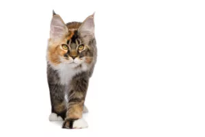 maine coon polydactyl cat