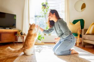 cat weight loss tips