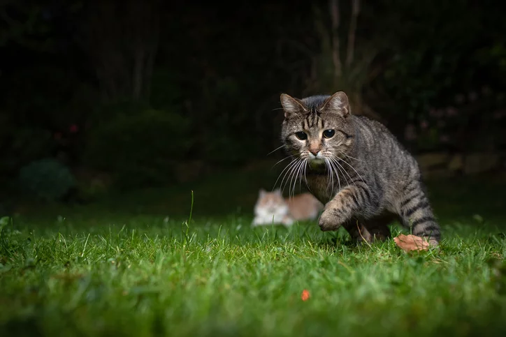 do dogs have better night vision than cats