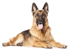 are german shepherds intelligent dogs