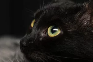 Can Cats See In The Dark?