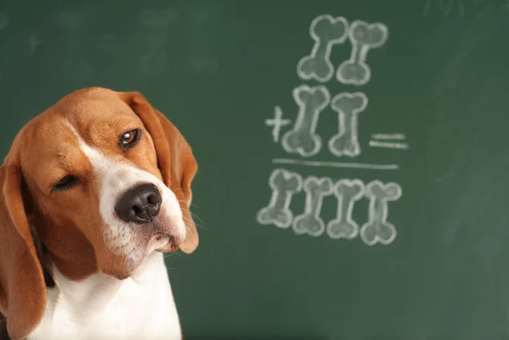 7 Most Intelligent Dog Breeds