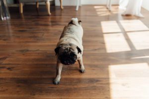 What are the signs of vestibular disease in dogs