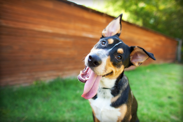 what is vestibular disease in dogs atlanta ga