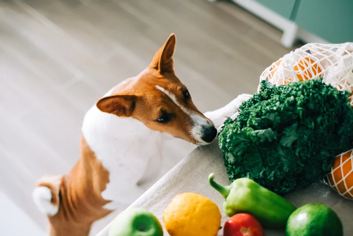 Are Vegetables Good For Dogs The Village Vets