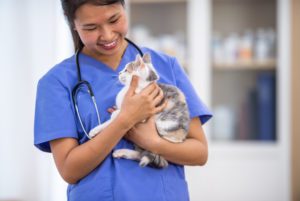 how is stomatitis in cats treated