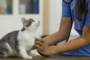 plant toxicity treatment in cats