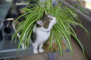 what plants are poisonous to cats