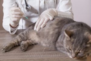 rabies vaccine cats