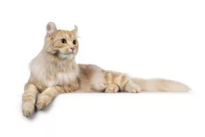 symptoms of rabies in cats atlanta ga