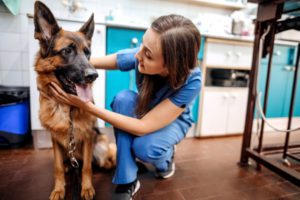 atlanta ga animal hospital