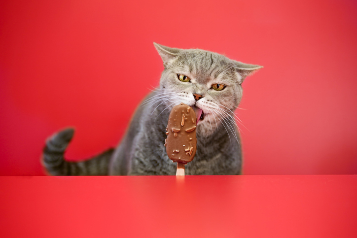 Cat licked store chocolate ice cream