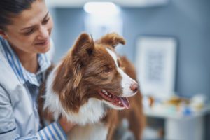 how to treat a dog with epilepsy
