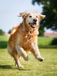how much exercise for senior dogs atlanta ga