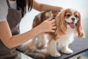 how to take care of dog whiskers atlanta ga